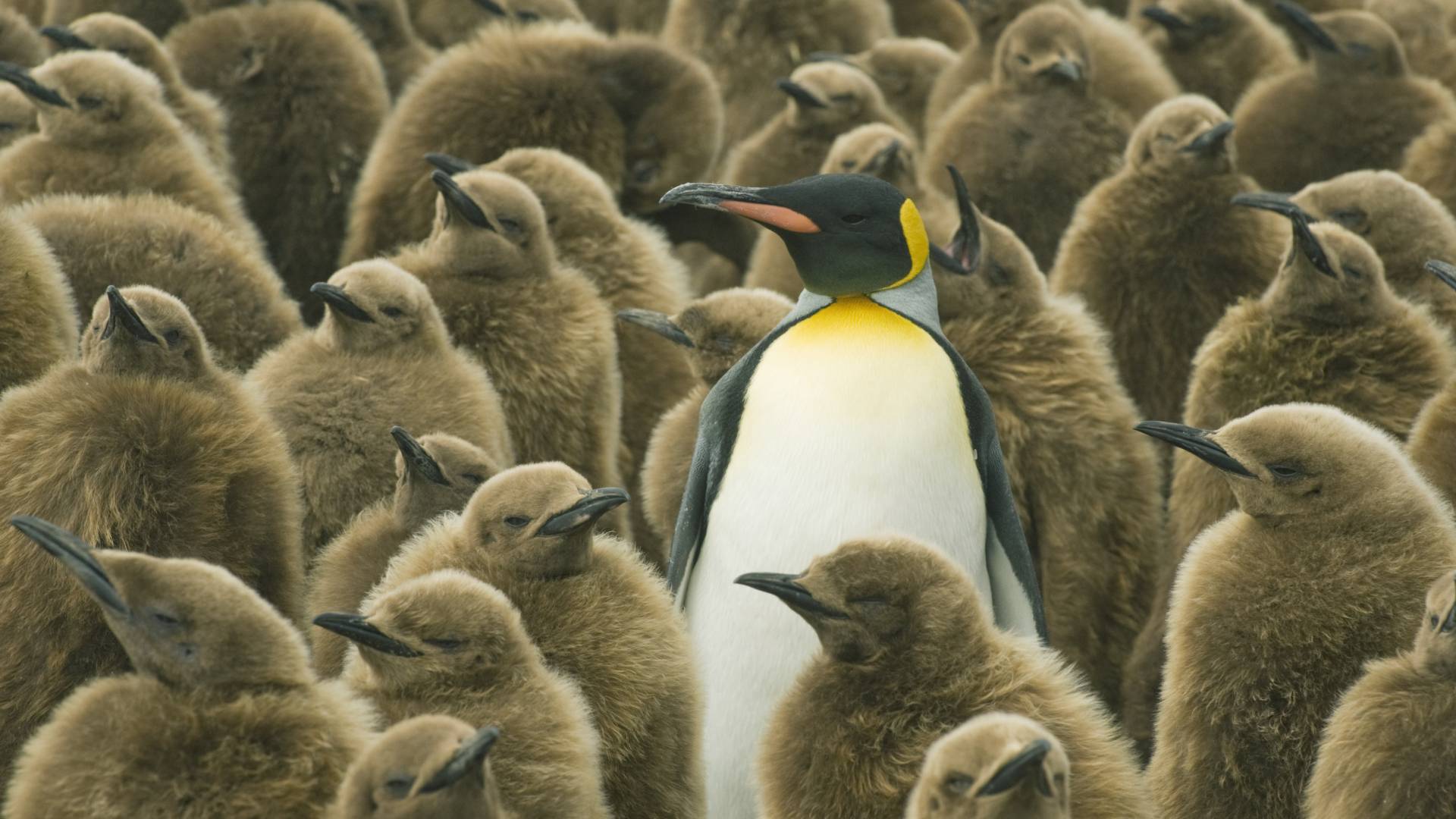 As Windows 10 Support Winds Down, Why Not Transition to Linux?