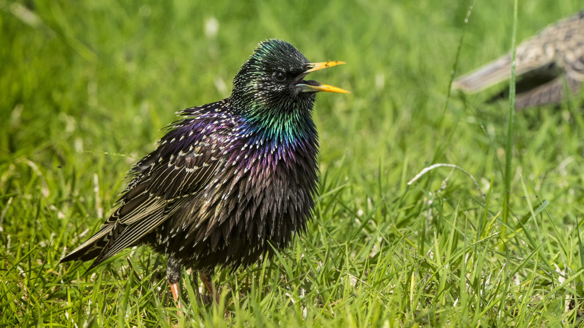 Exciting Development: An Image Saved on a Bird