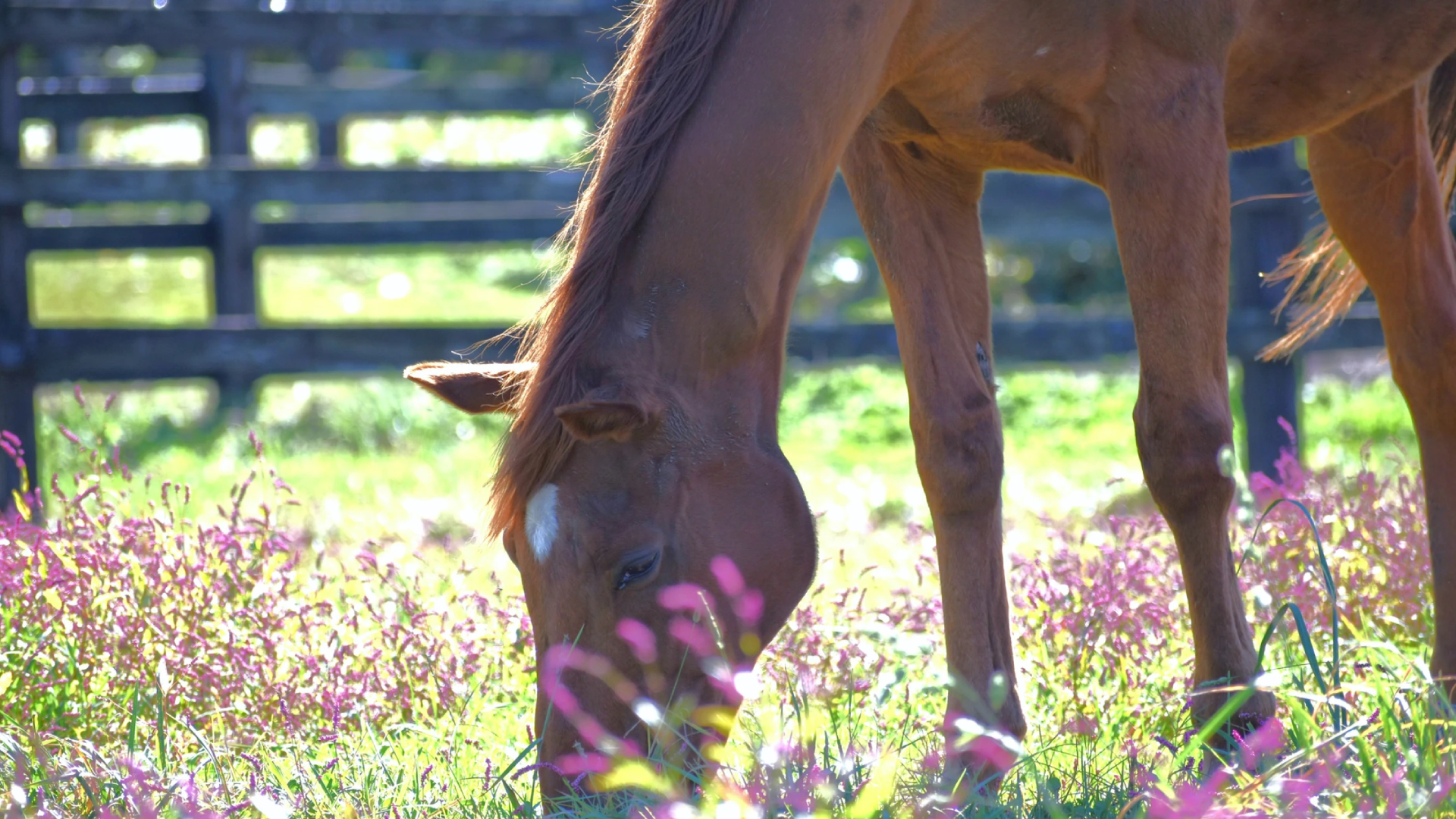 Grass Wonder, Legendary Racehorse, Passes Away at Age 30