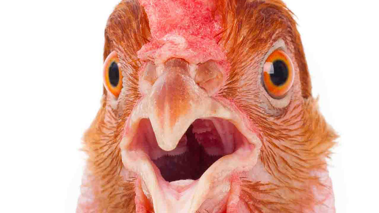 Urban Legend: The Truth Behind the Chicken Frequency Myth