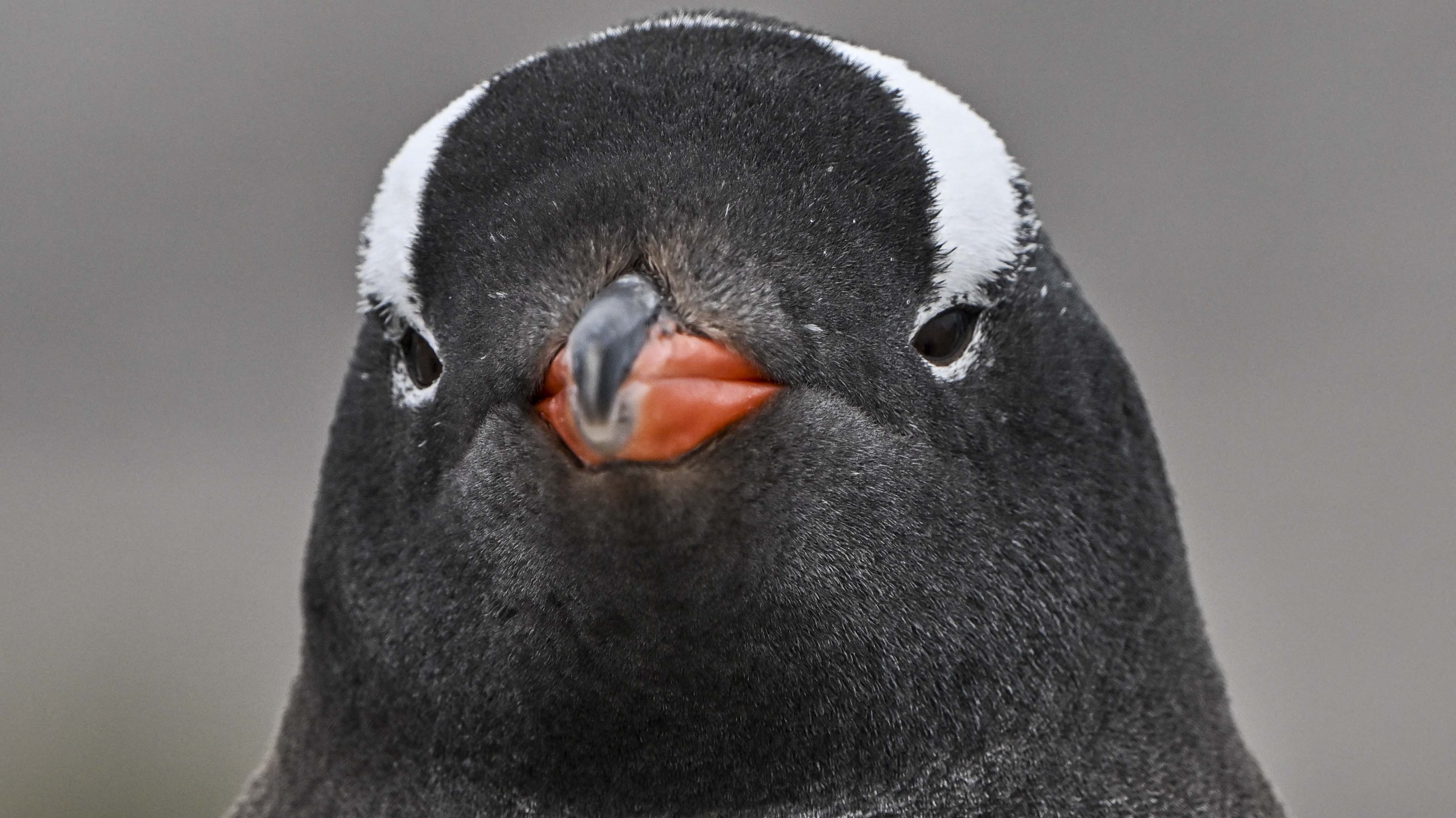 Gentoo Linux Begins Shift Away from GitHub to Codeberg